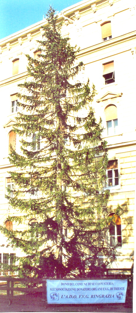 albero trieste